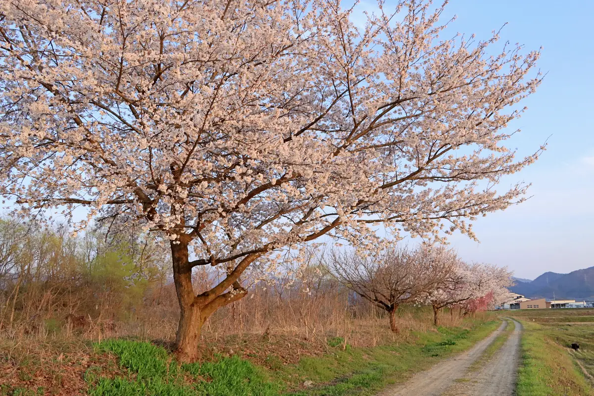 2024年4月14日 須川沿い(関根)