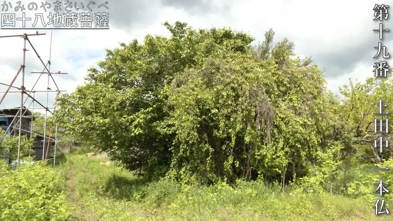 第十九番 上田中 一本仏