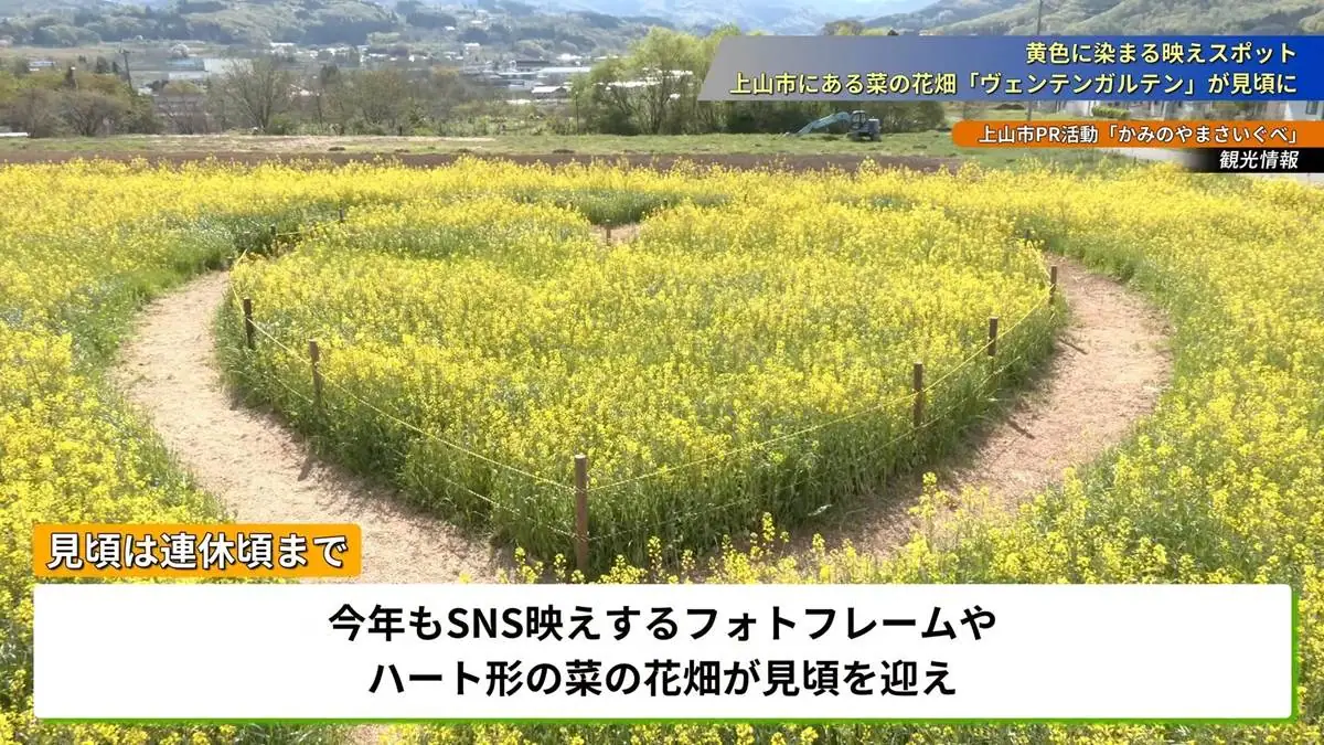 特設の足場台から見るハート形の菜の花畑 = 2023年4月23日 ヴェンテンガルテン