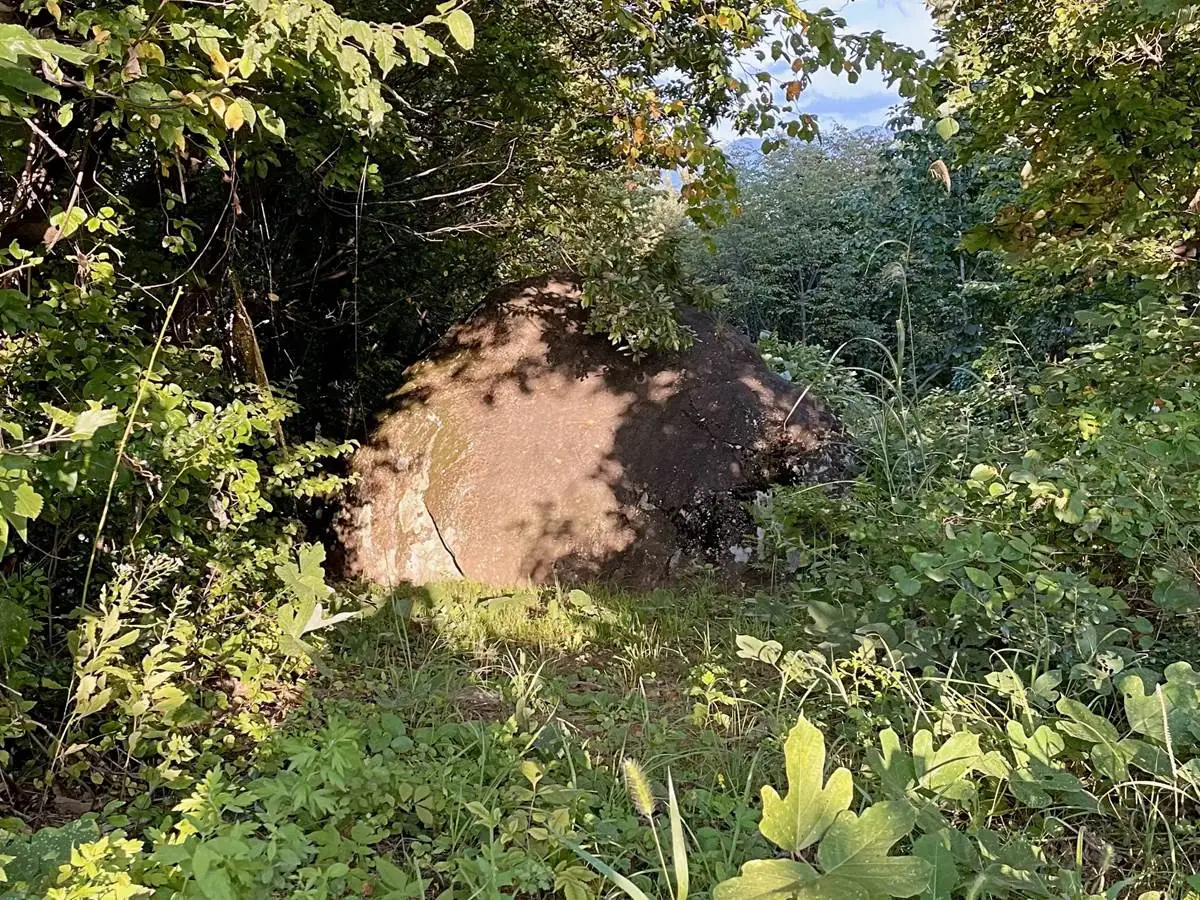 草木の中から = 2021年9月12日 金瓶山ノ上