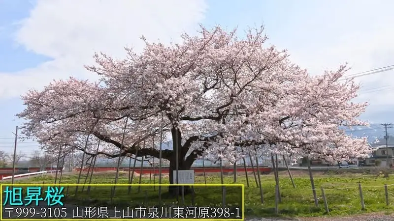 旭昇桜
