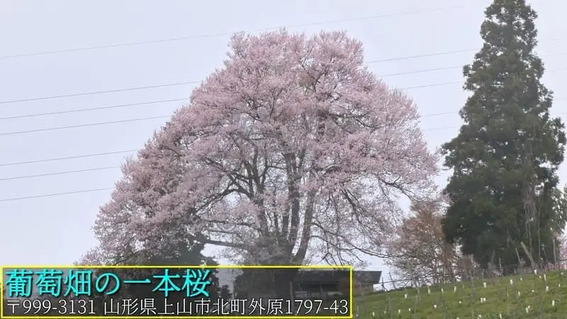 葡萄畑の一本桜