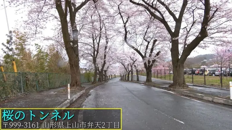桜のトンネル