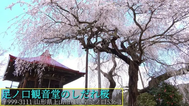 足ノ口観音堂のしだれ桜