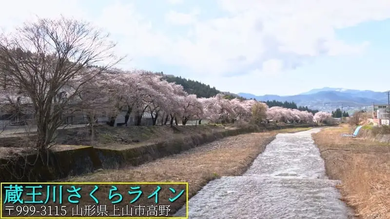 蔵王川さくらライン