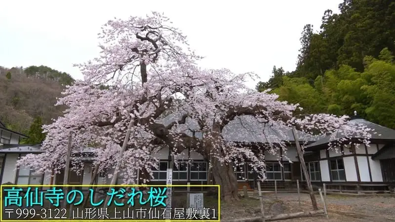 高仙寺のしだれ桜