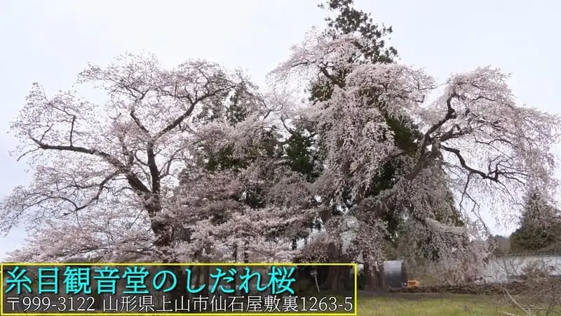糸目観音堂のしだれ桜