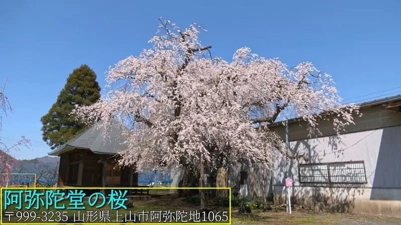 阿弥陀堂の桜